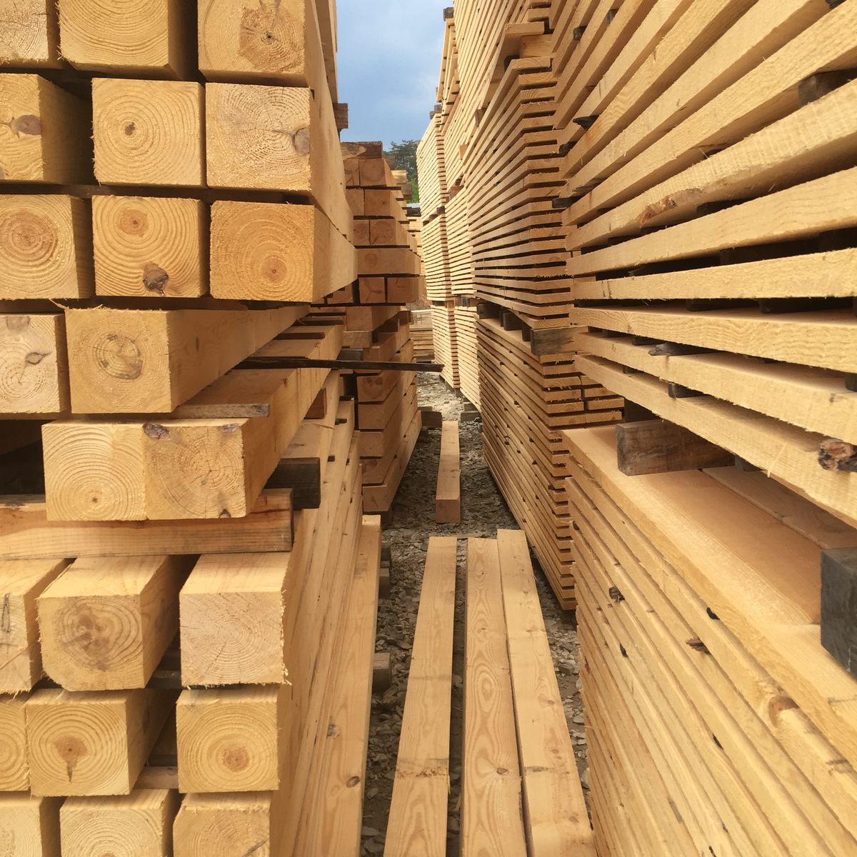 Softwood timber